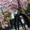 sakurasaku