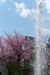 噴水と桜