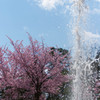 噴水と桜