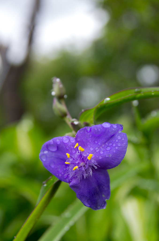 紫花