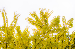 輝く黄葉樹