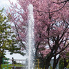 噴水と桜