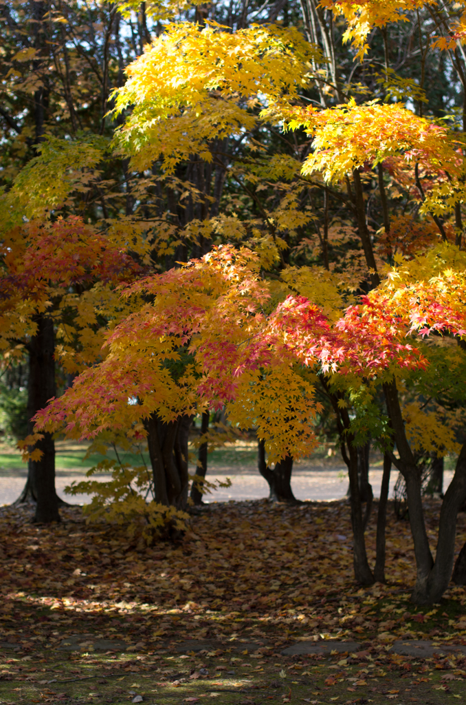 紅葉の下を歩いて