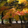 紅葉の下を歩いて