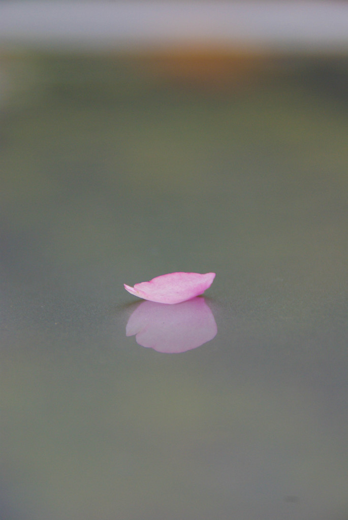 桜花びら