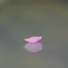 桜花びら