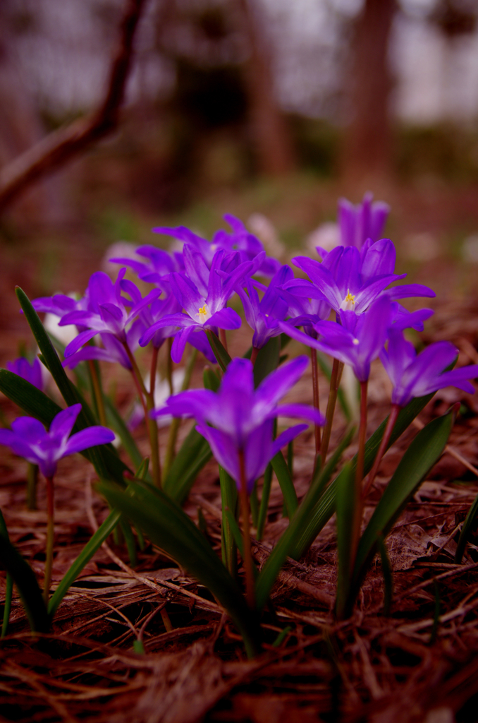 紫な花