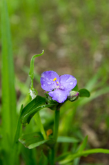 紫花