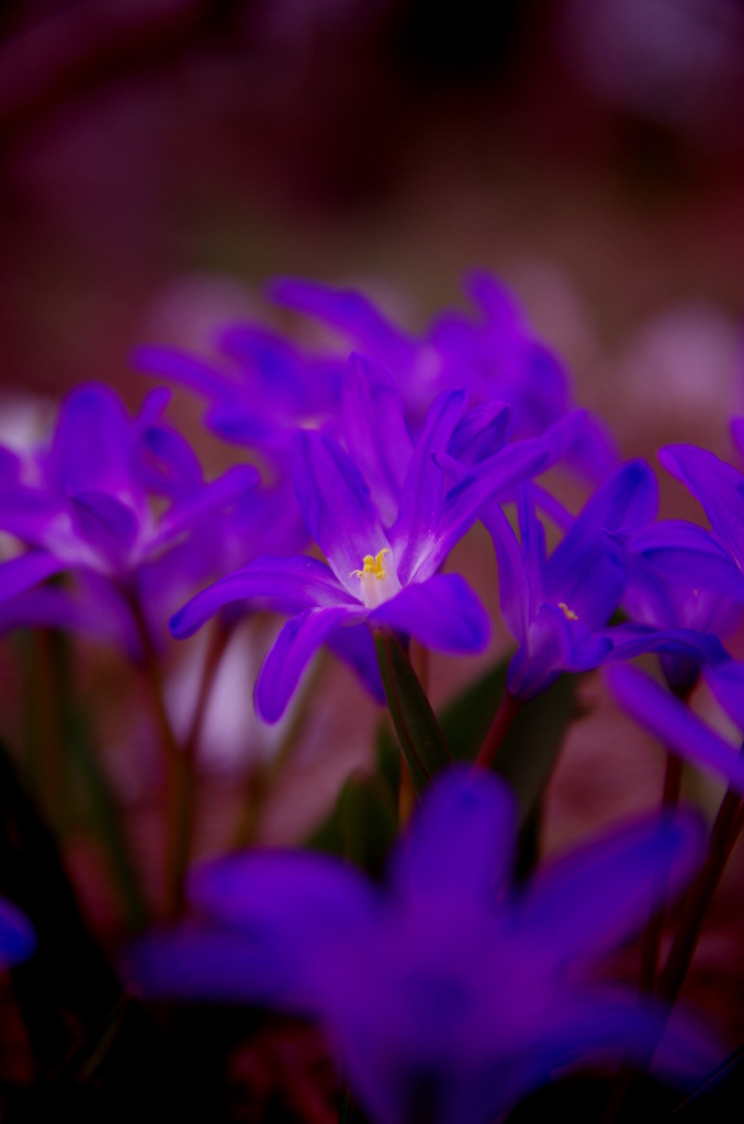 紫花
