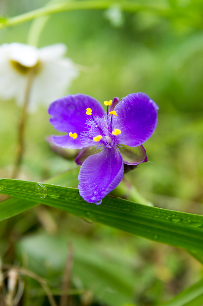 紫花