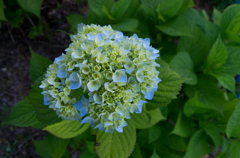 我が家の紫陽花