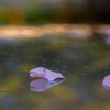 桜花びら