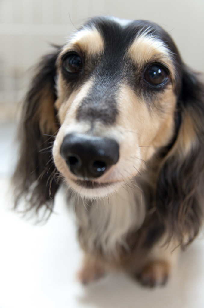 A dog.