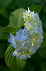 我が家の紫陽花