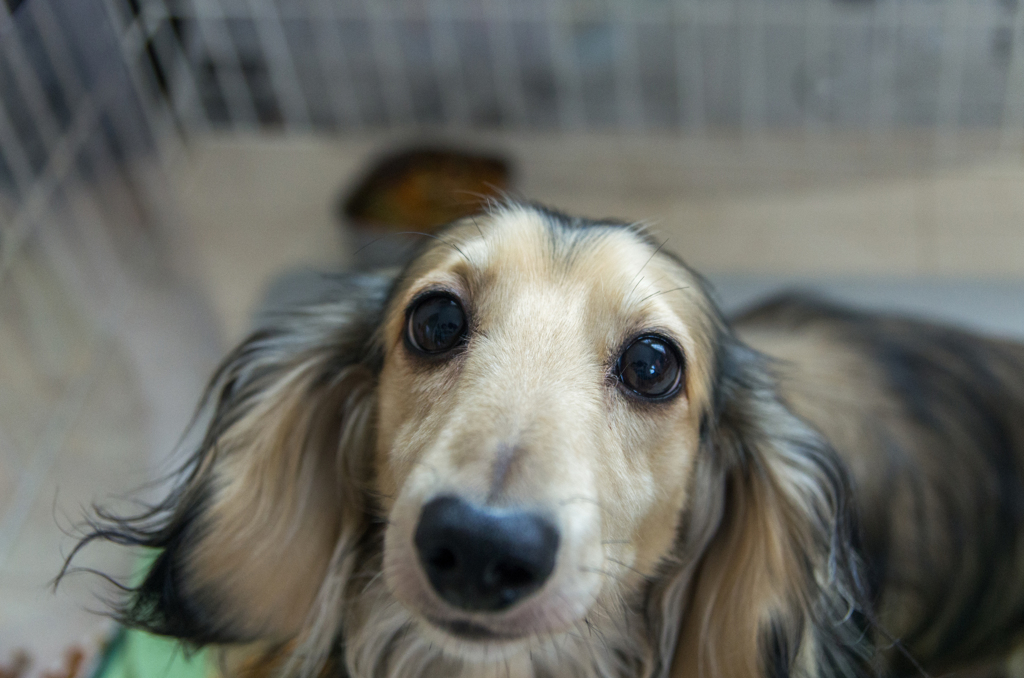 A dog.