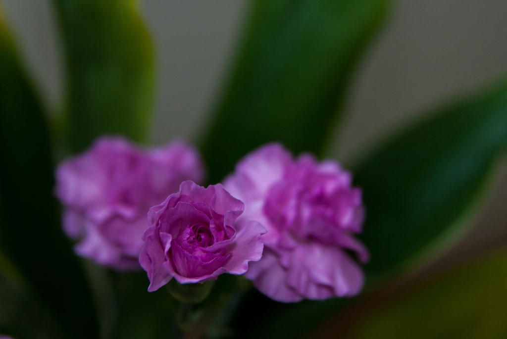 蕾から･･