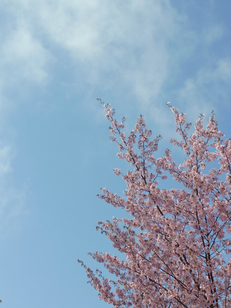 空に咲く