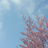 空に咲く