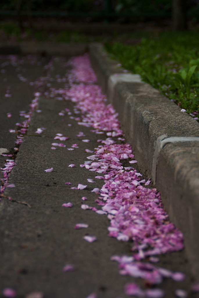 桜花びら