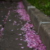 桜花びら