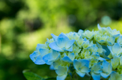 我が家の紫陽花