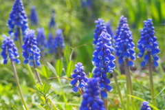 草むらに華やぎを