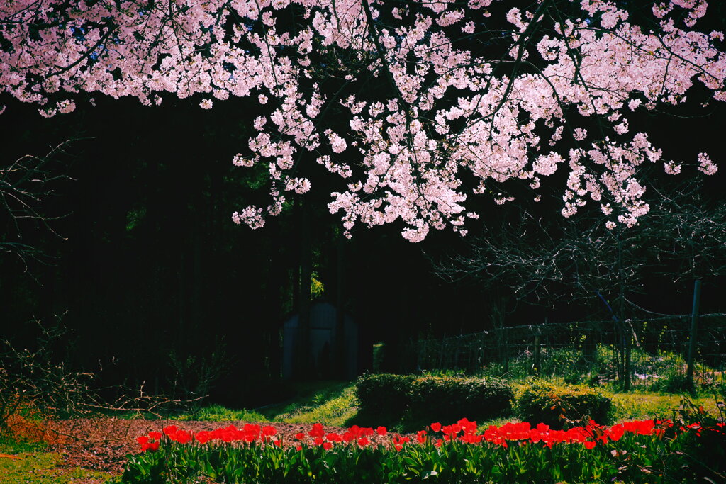 桜とチューリップ