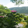 紫陽花の郷