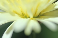 おぼろ月