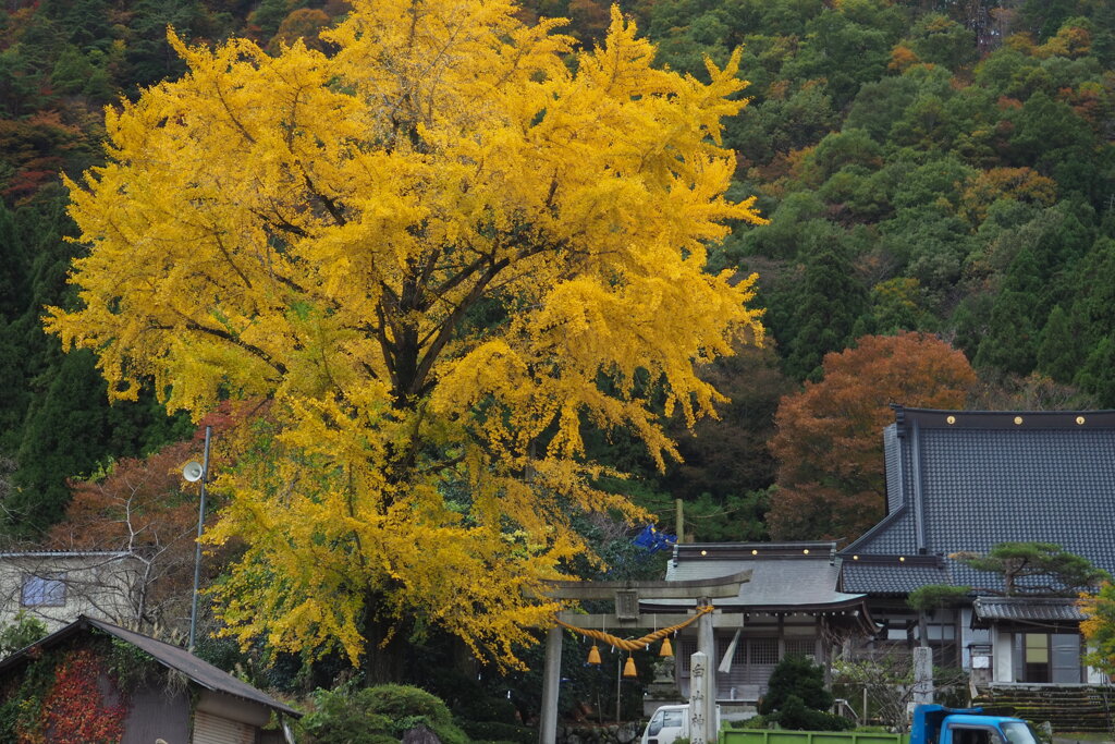 神社の大銀杏