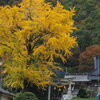 神社の大銀杏