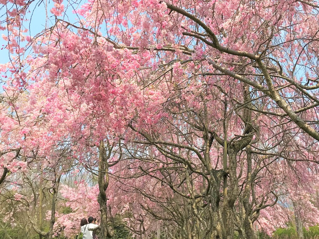 枝垂れ桜