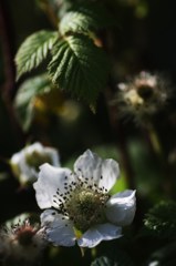 野イチゴの花