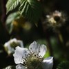 野イチゴの花