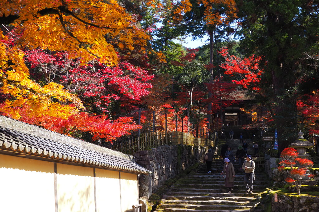 お見送りの紅葉