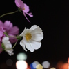 夜に咲く花