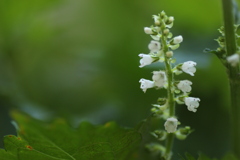 青じその花です