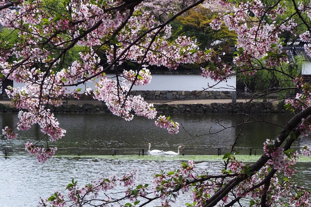 桜と白鳥