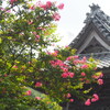 百日紅と鐘楼