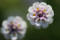 小さなお花