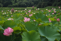 里山の蓮田