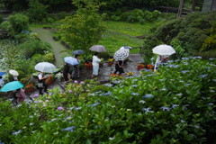 雨の日の紫陽花