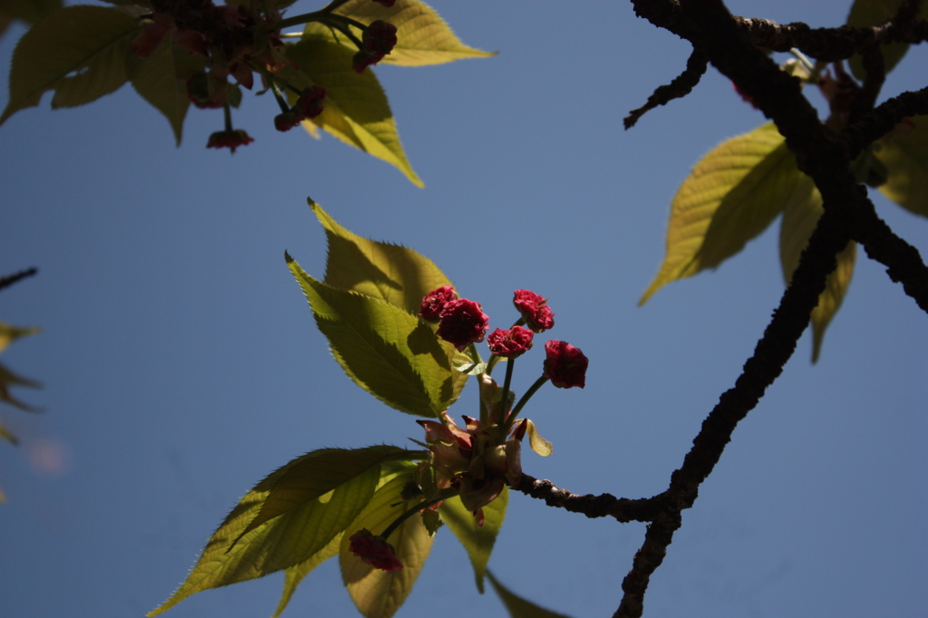 菊桜