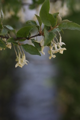 茱萸の花