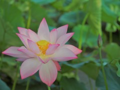 華やかに