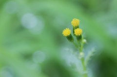 草花