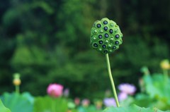 蓮池の番人