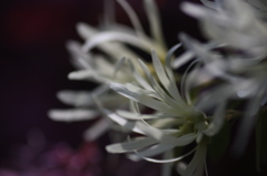 くるくる蕾の花