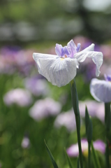 菖蒲の季節