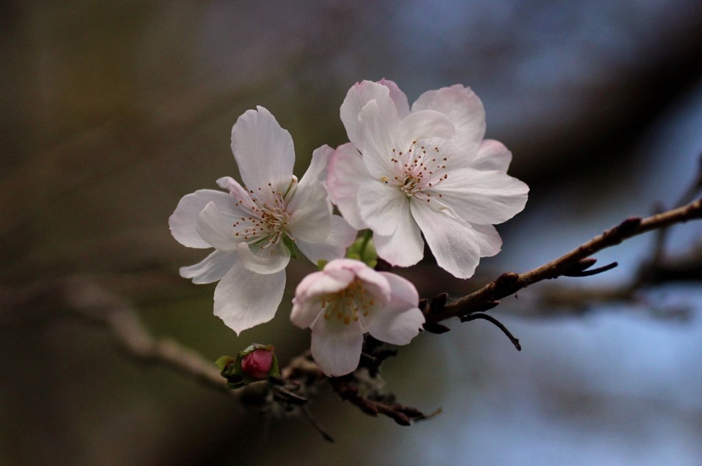 四季桜